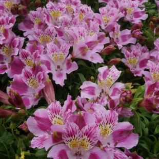 Alstroemeria pelegrina